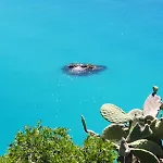Capomare2 * Capo Vaticano