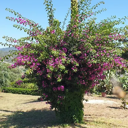 Capomare2 *