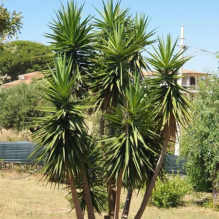 Capomare2 Капо-Ватикано